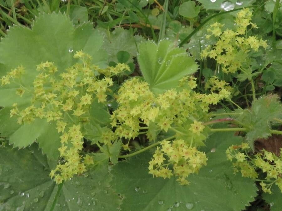 Garden lady's-mantle 6