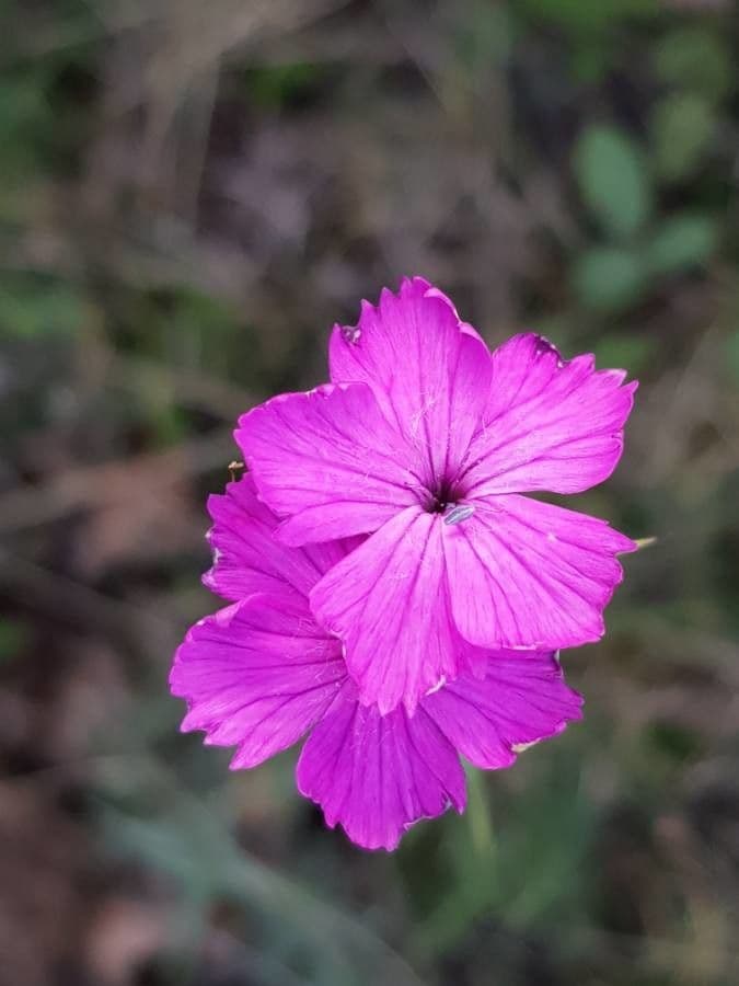 Carthusian pink 9