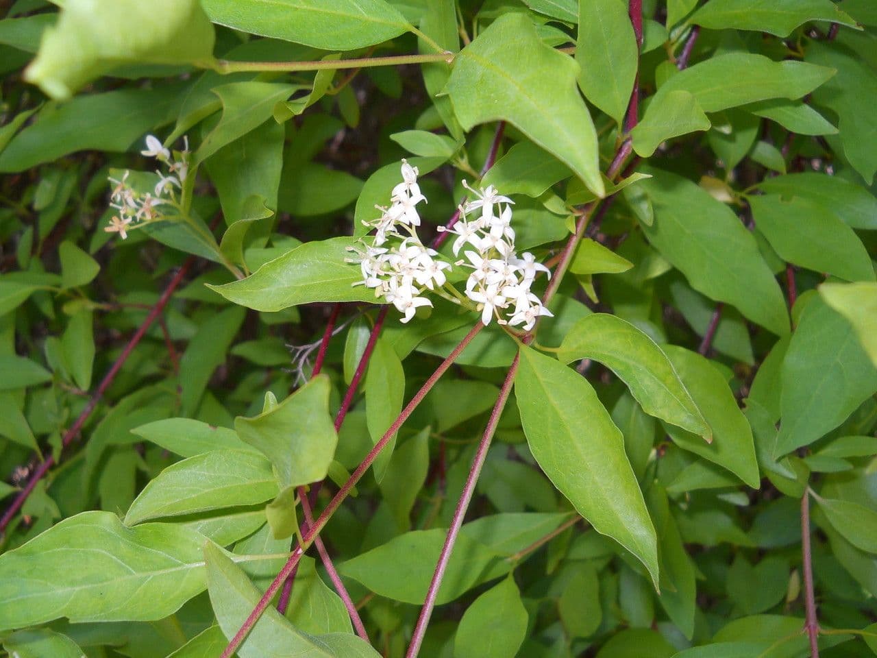 Brown dogwood 4