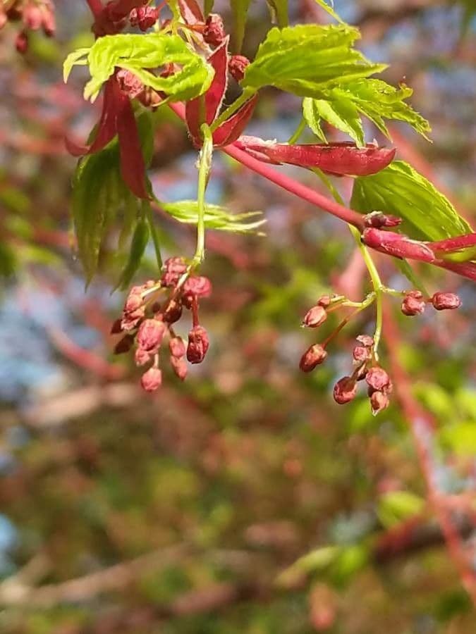 Japanese Maple 10