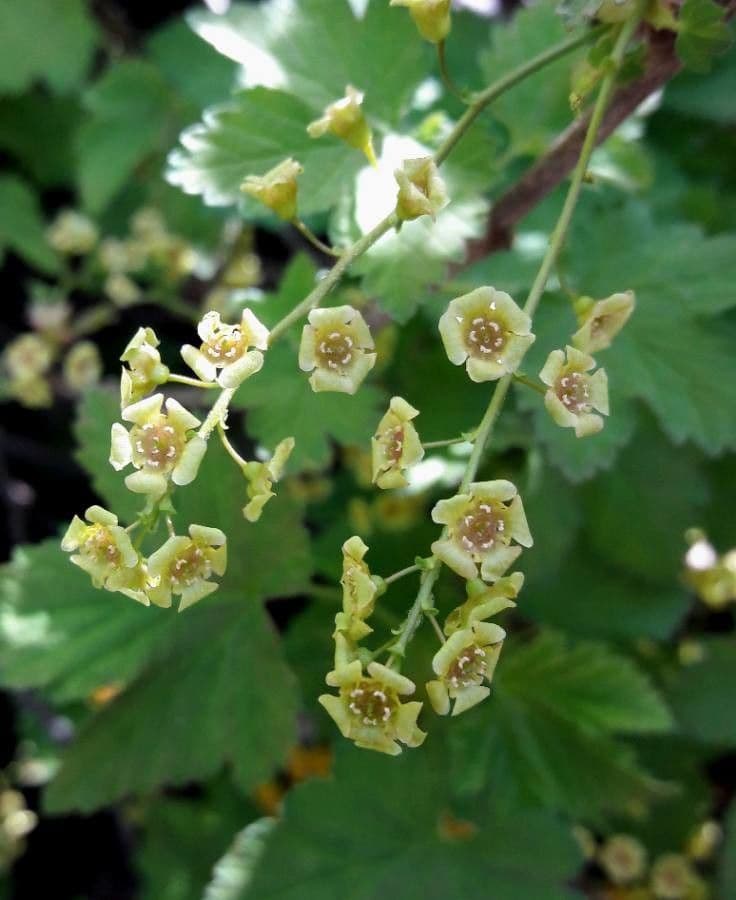 Garden currant 9