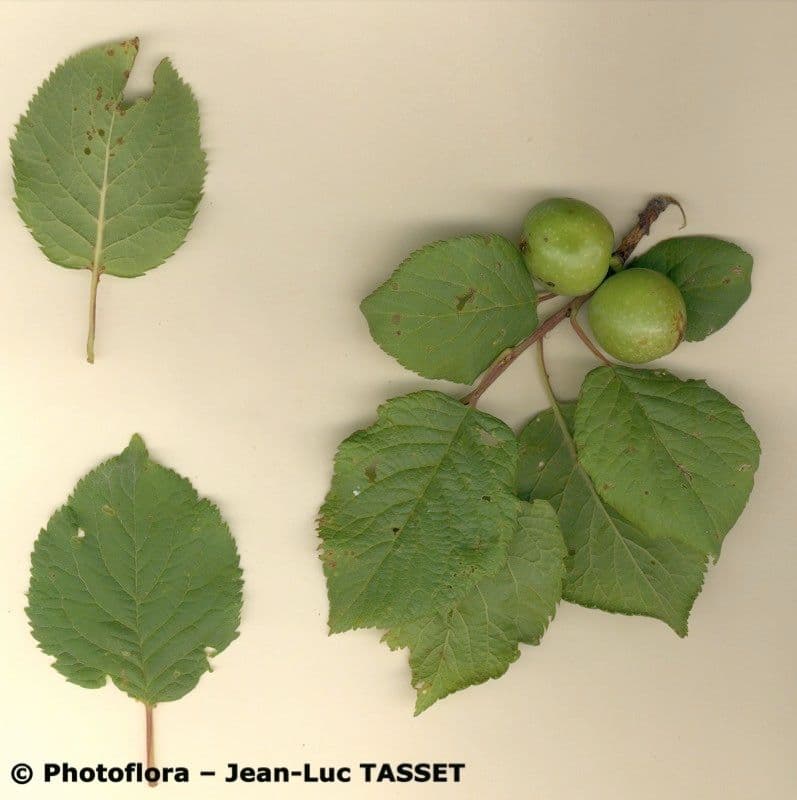 Briançon apricot 24