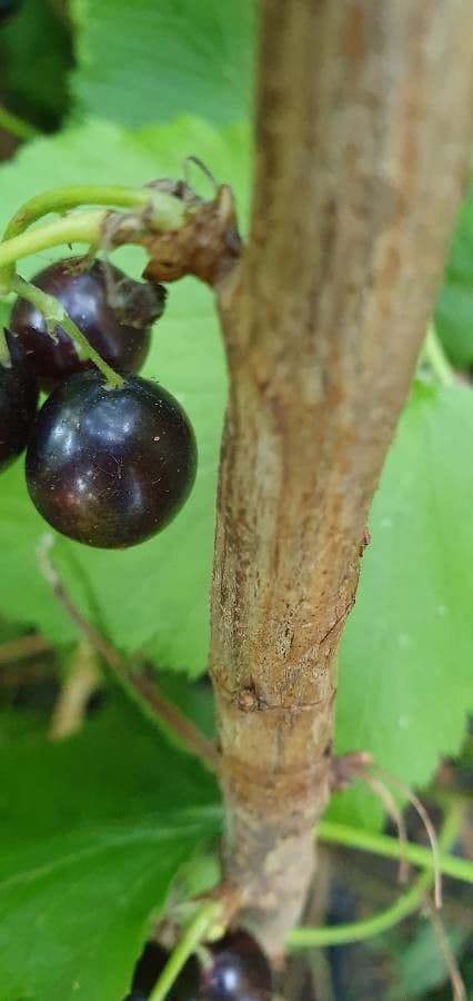 Black currant 25