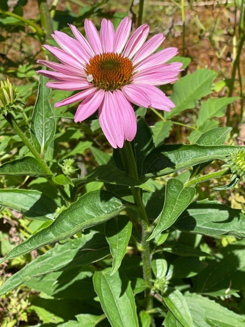 Eastern purple-coneflower 27