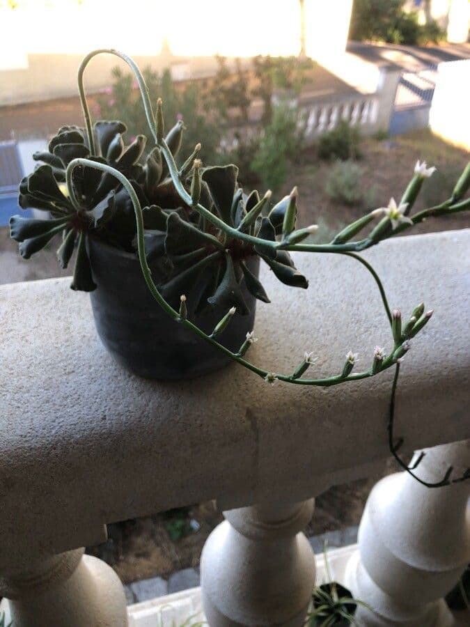 Crassula 6