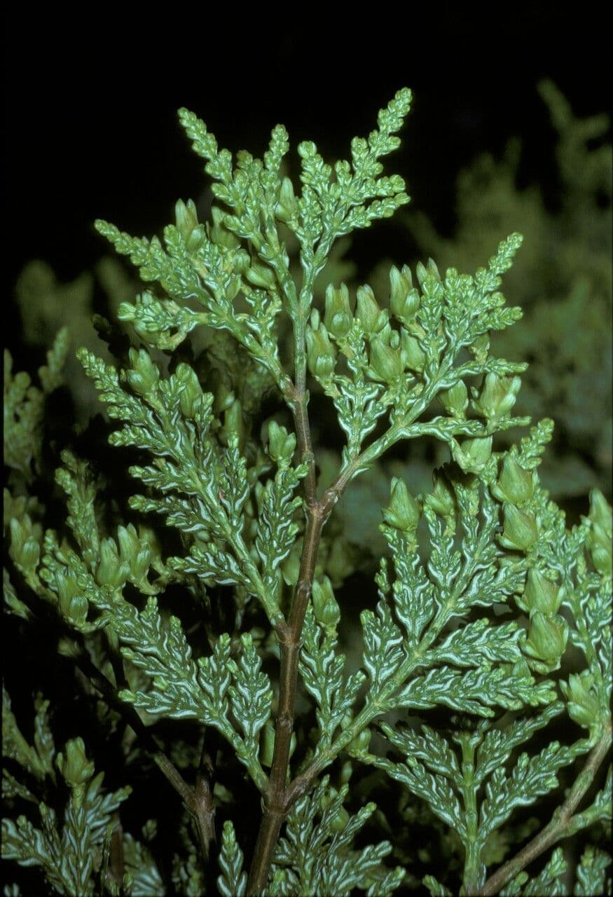 Chilean cedar 5