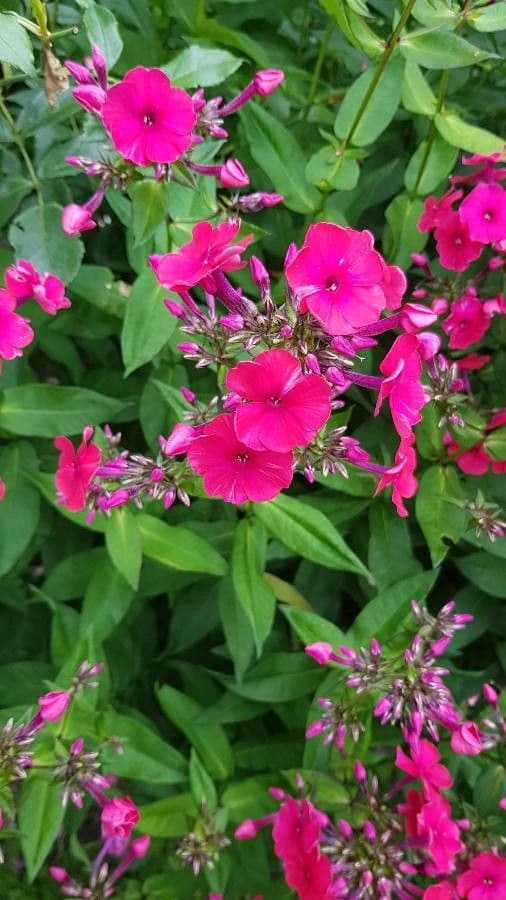 Garden phlox 9