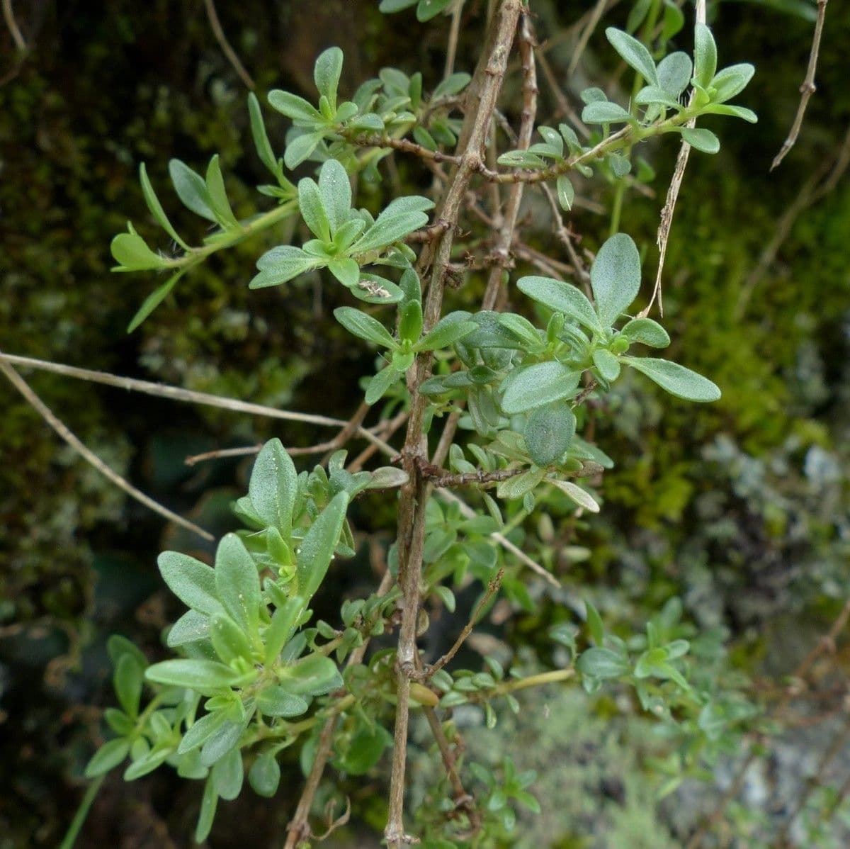 Long-stemmed thyme 8
