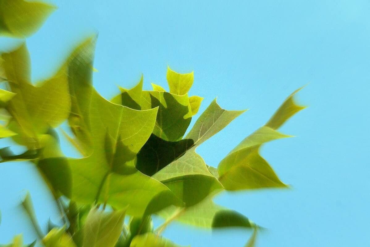 Chinese tuliptree 6