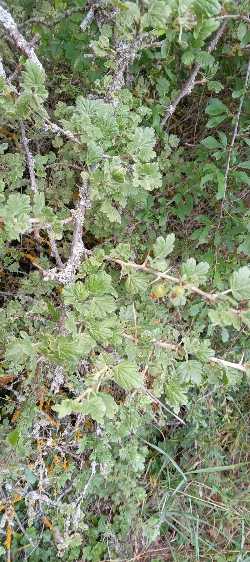 European Gooseberry 13
