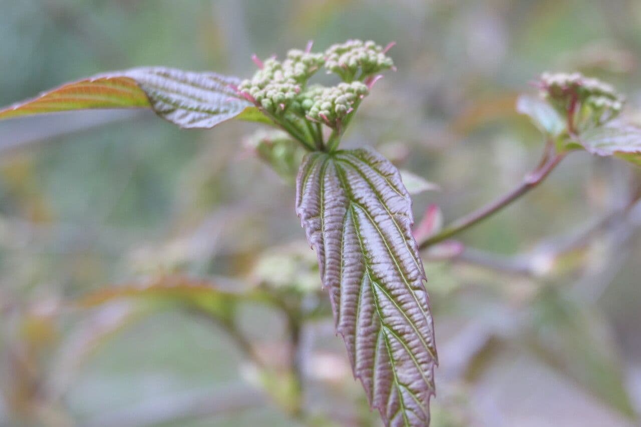 Tea-leaf viburnum 3