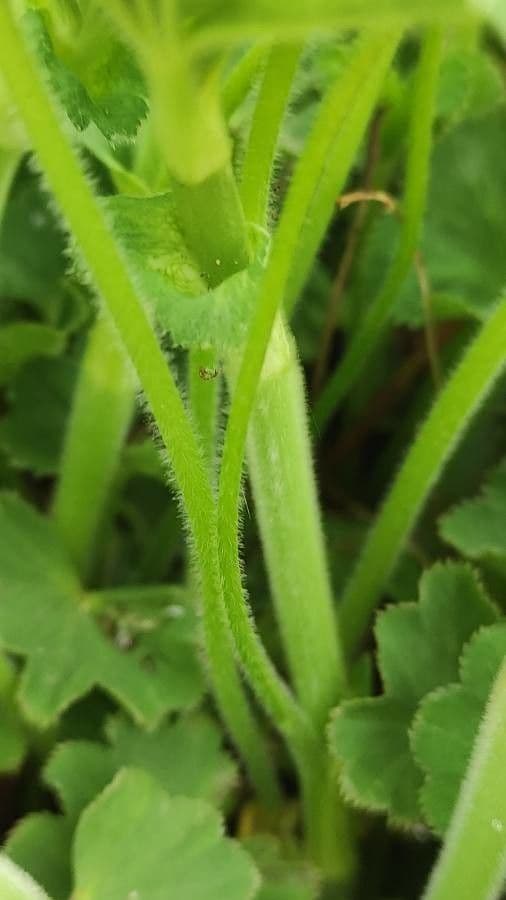 Garden lady's-mantle 20