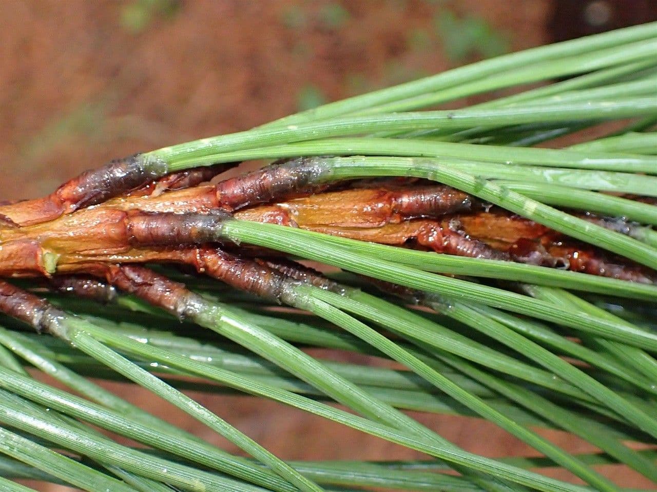 Australian pine 12