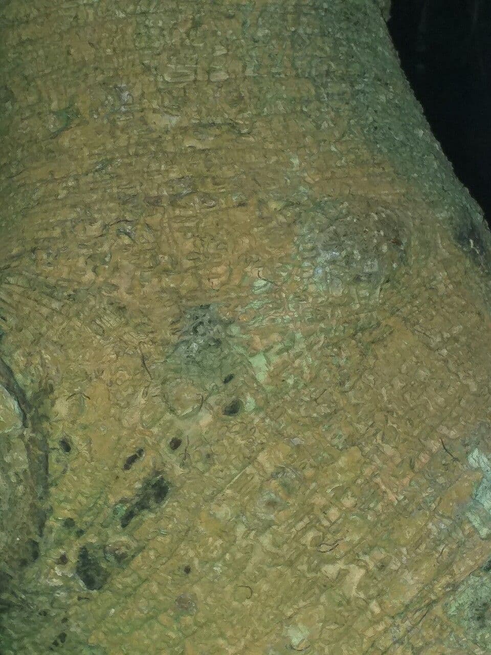 Andean alder 13