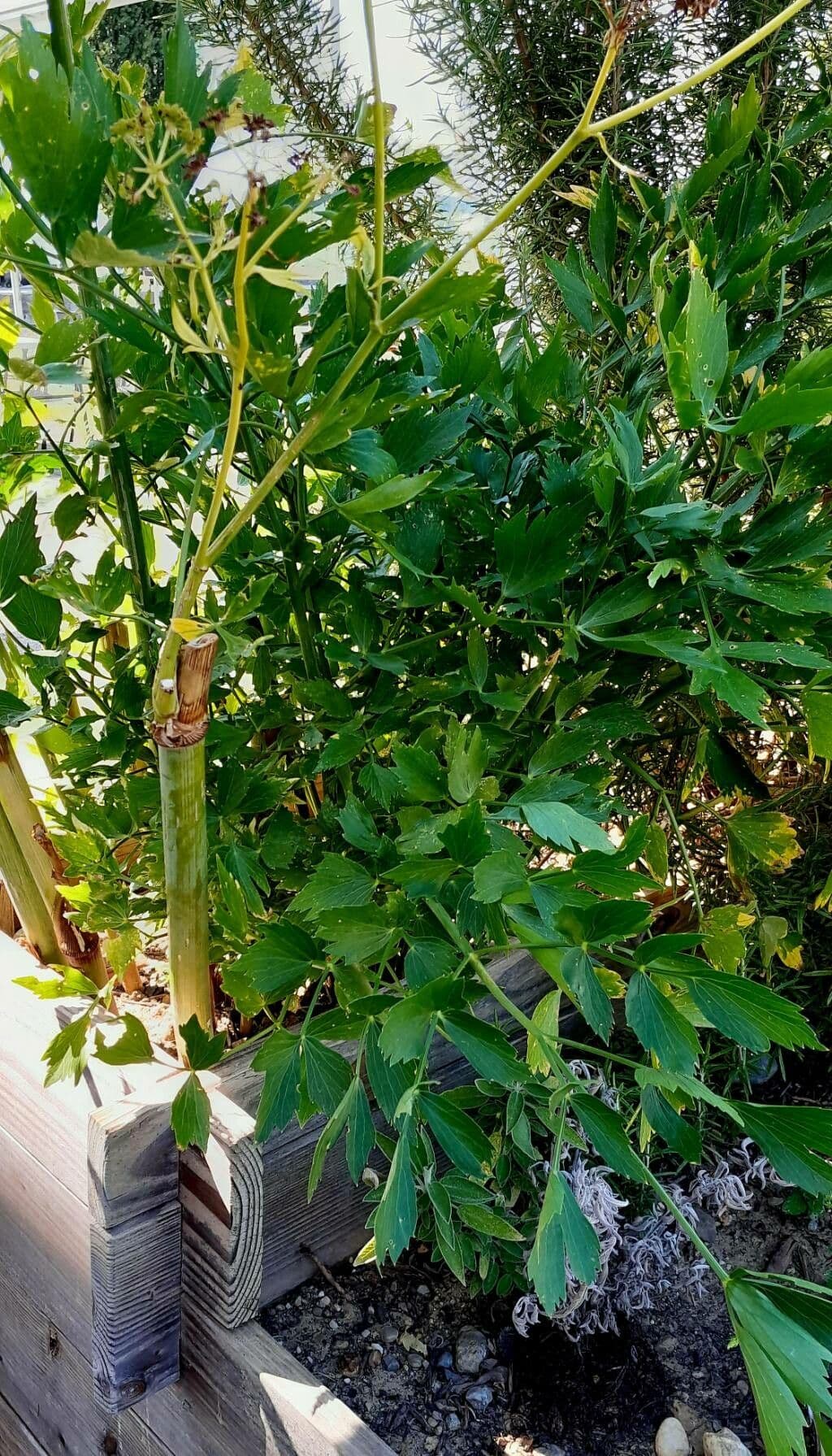 Garden lovage 11