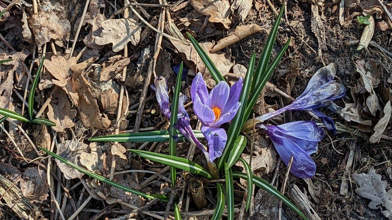 Spring crocus 20