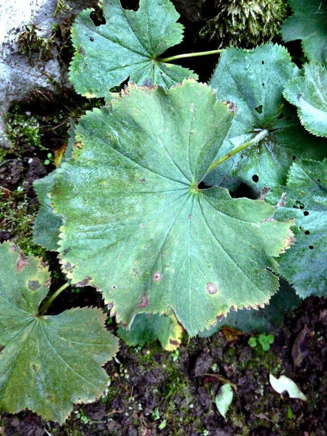 Garden lady's-mantle 15