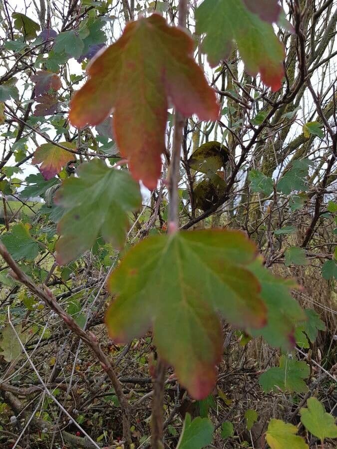 Alpine currant 17