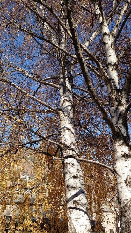 European white birch 13