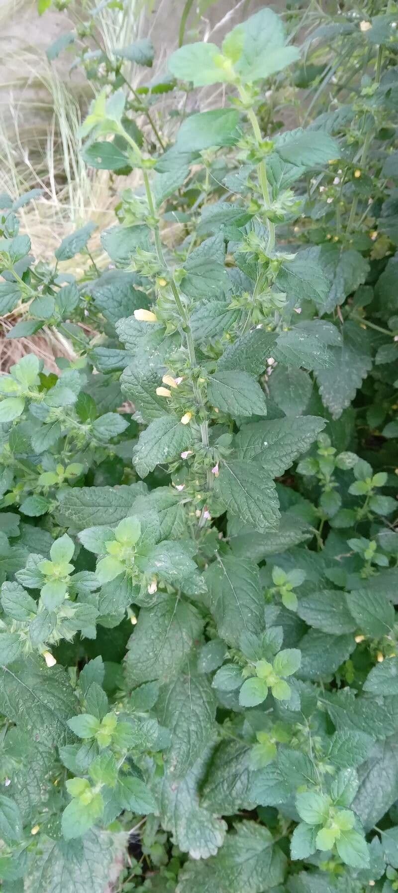 Balm 11