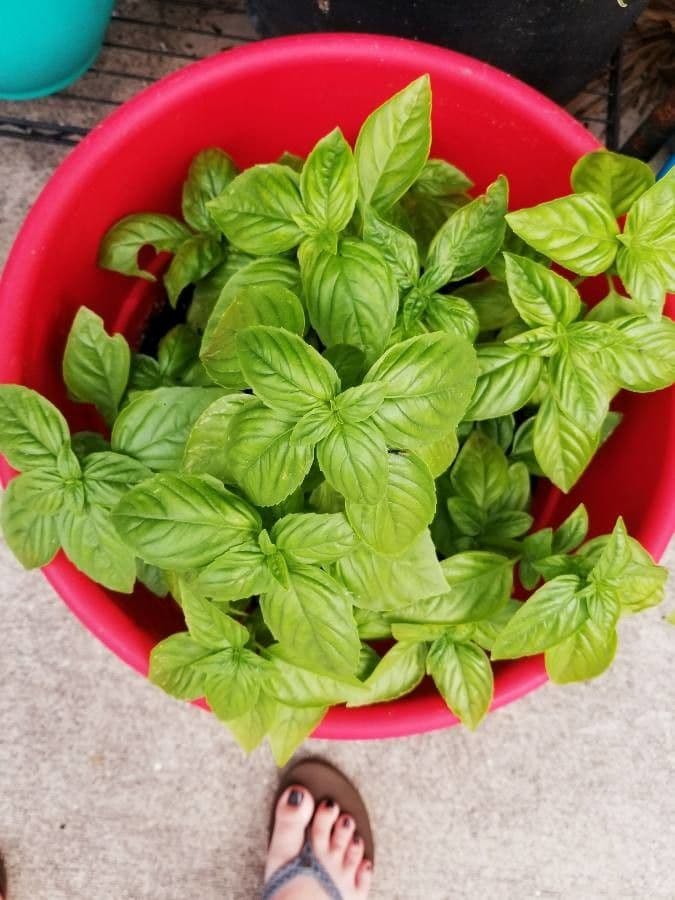 Basil 2