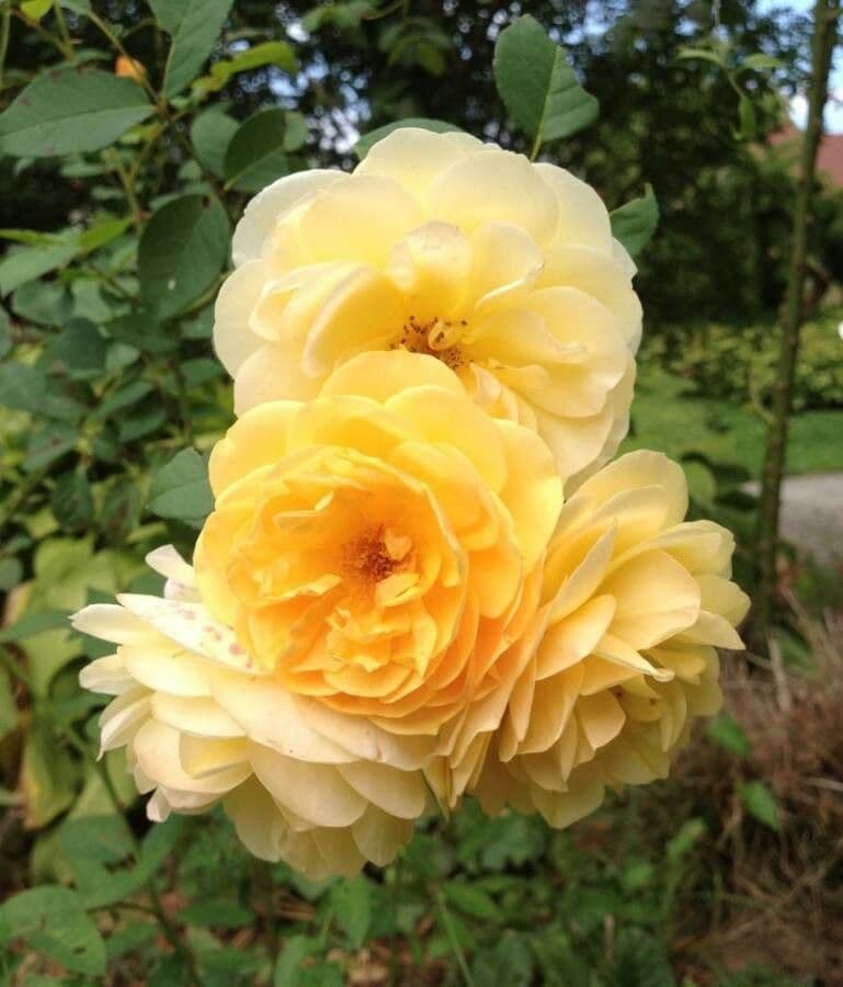 Bengal rose 8