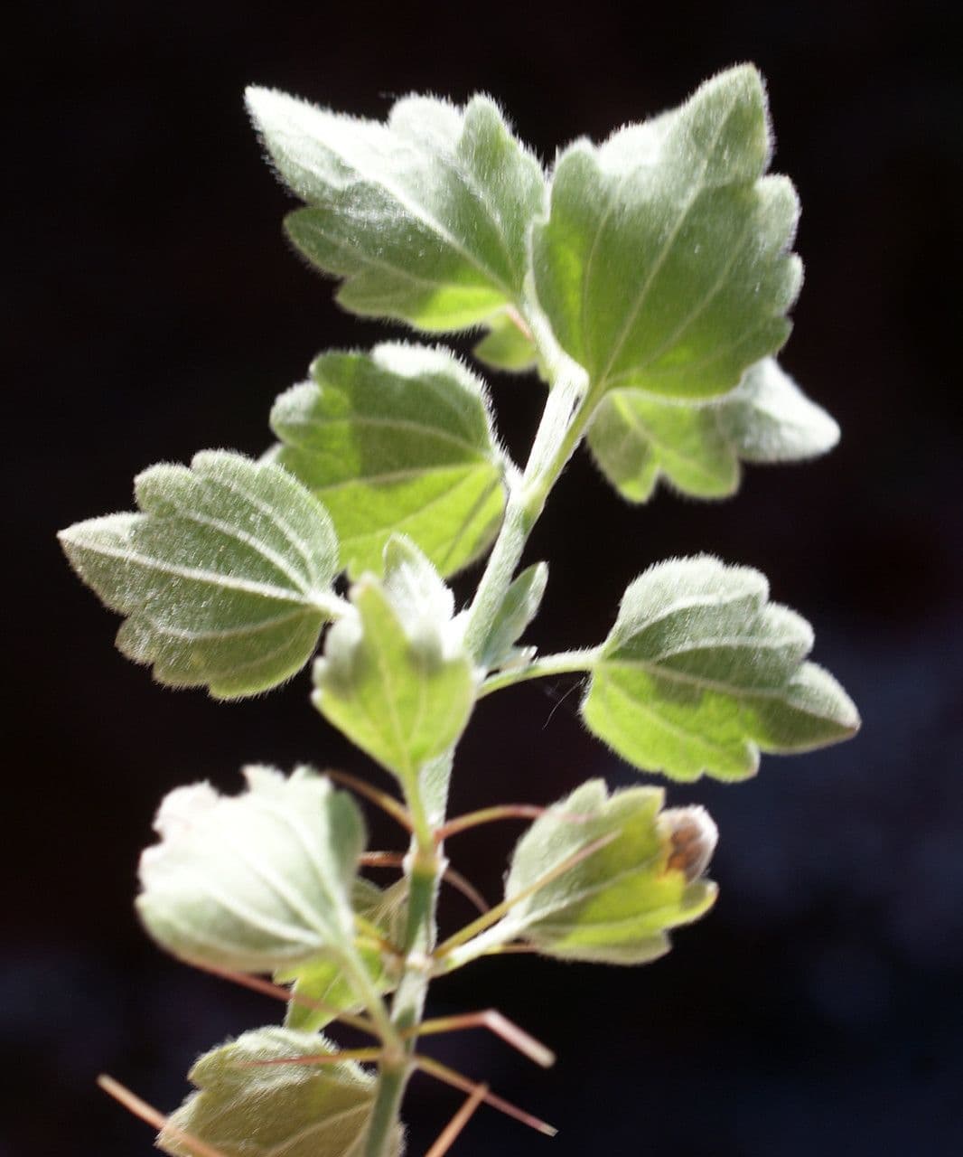 Acanthoprasium 7