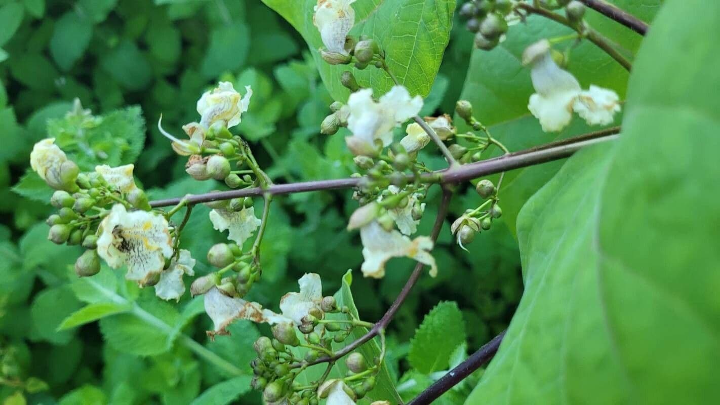 Chinese catalpa 8