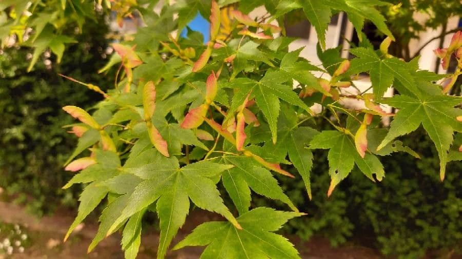 Japanese Maple 3