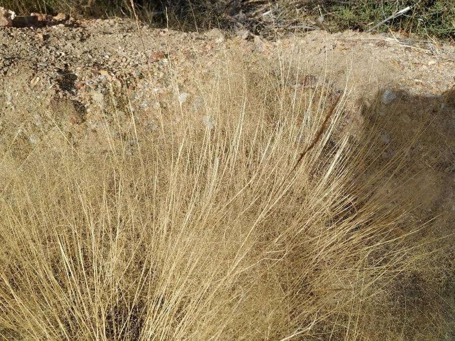 Dwarf feather grass 21