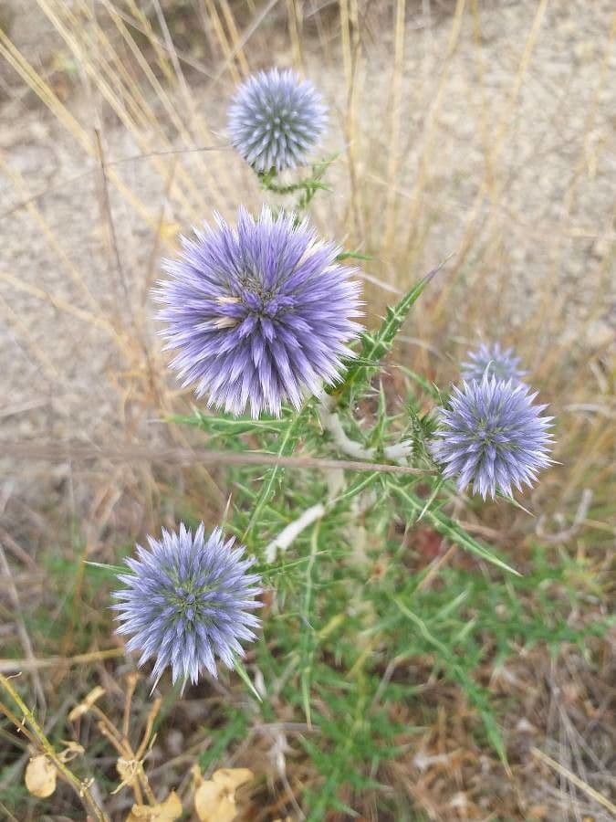 Globe thistle 6