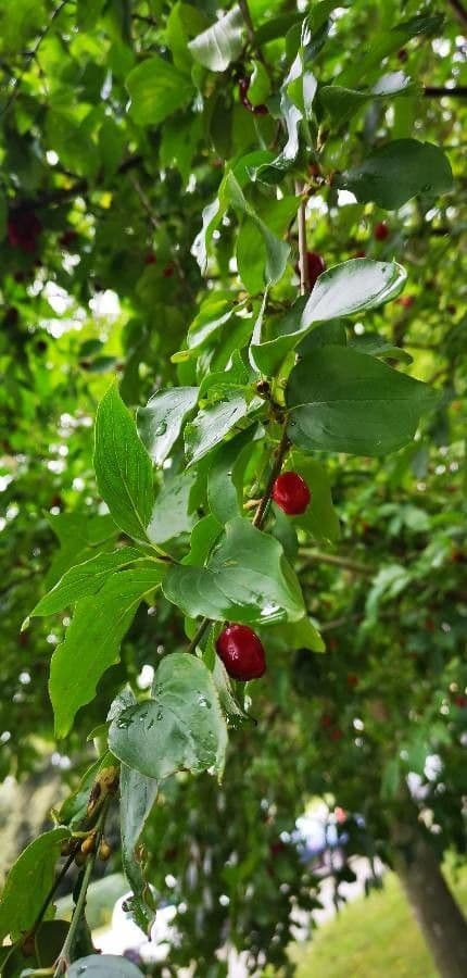 Cornelian-cherry 19