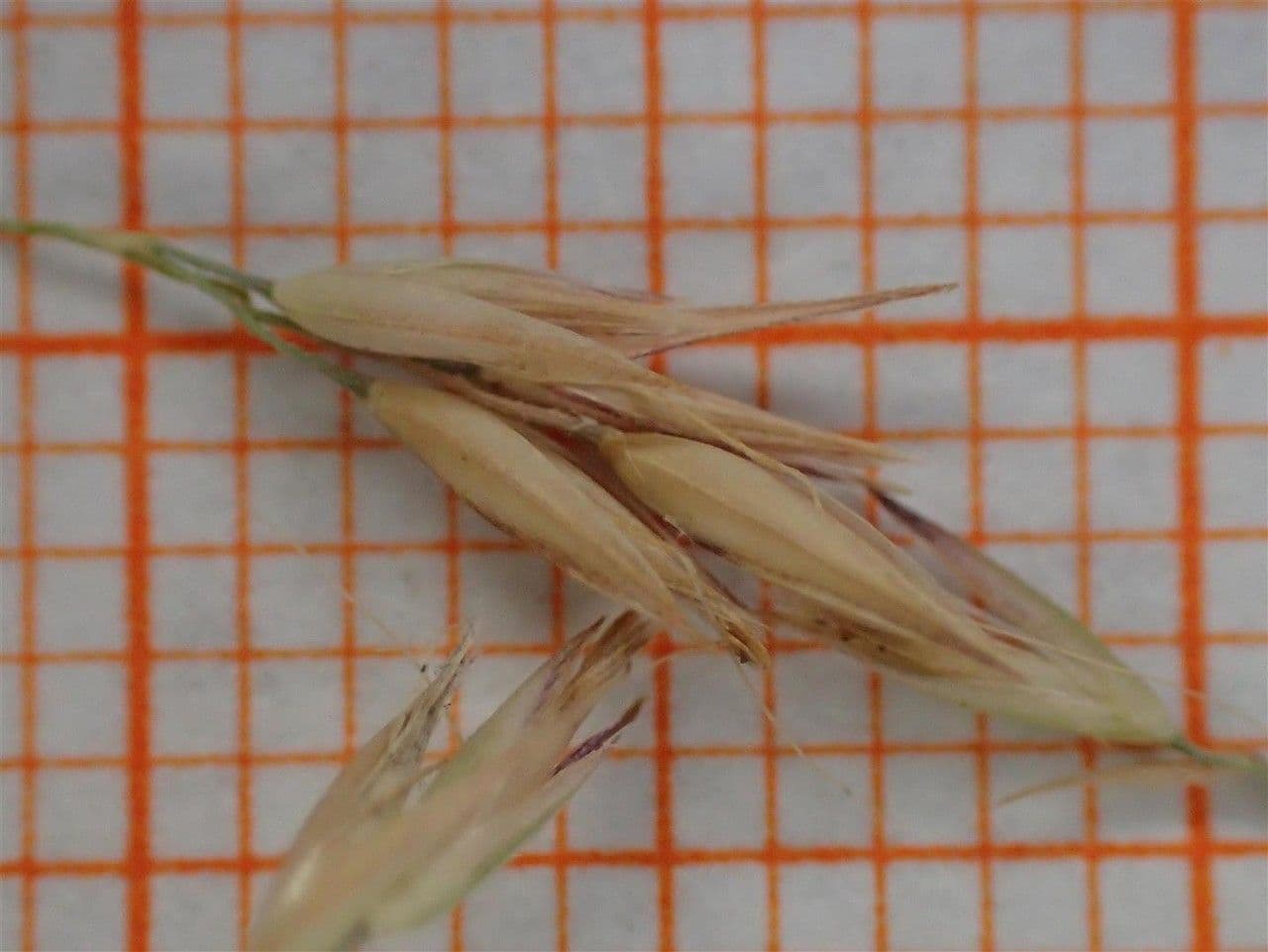 Needle grass 15
