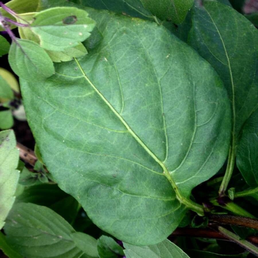 Basil 19