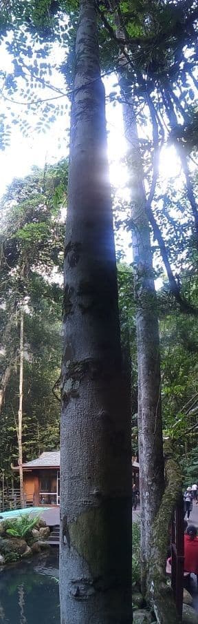 Sackingtree