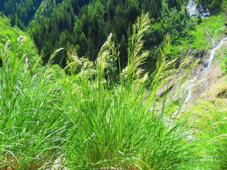 Needle grass 6