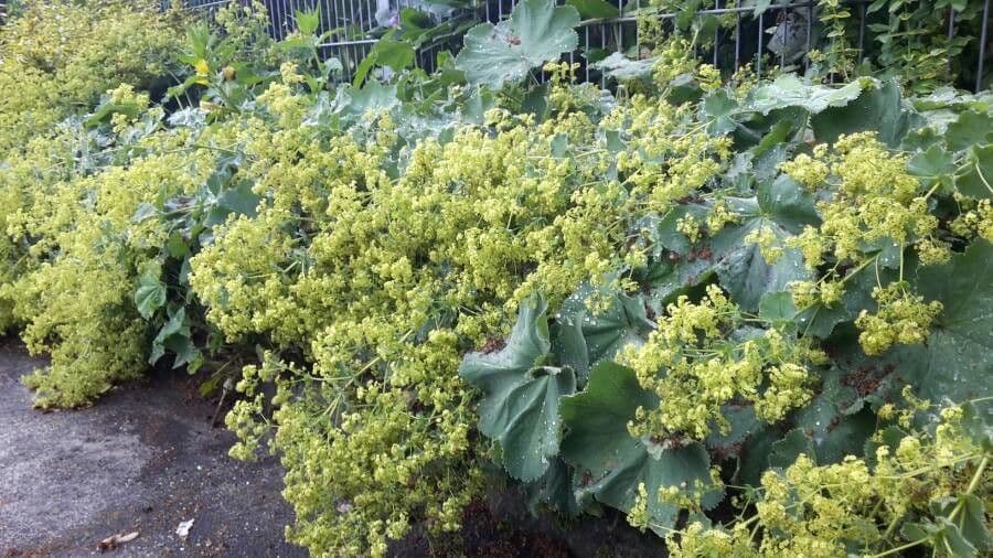 Garden lady's-mantle 24