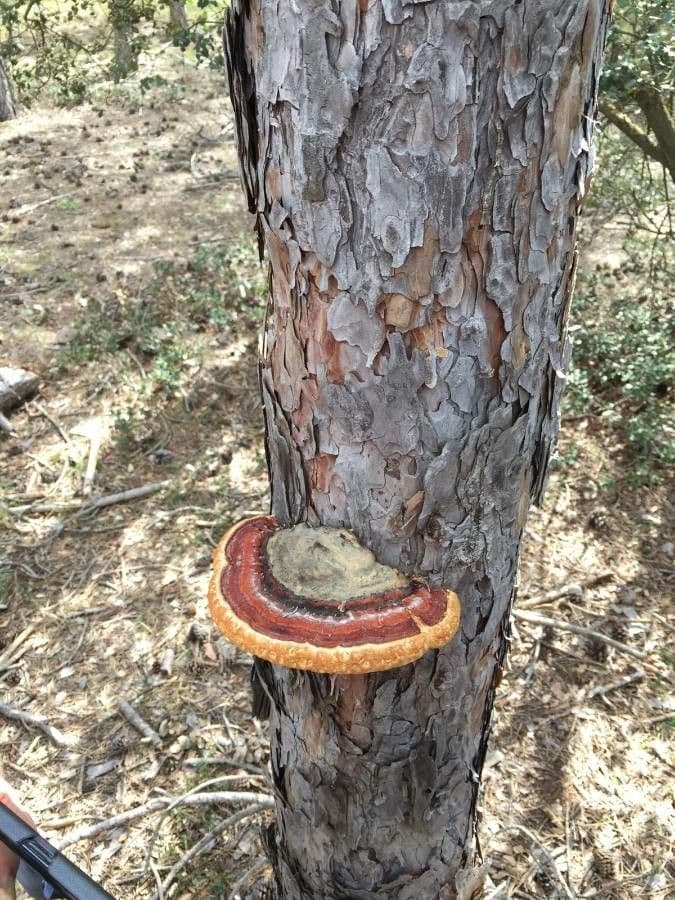 Australian pine 21
